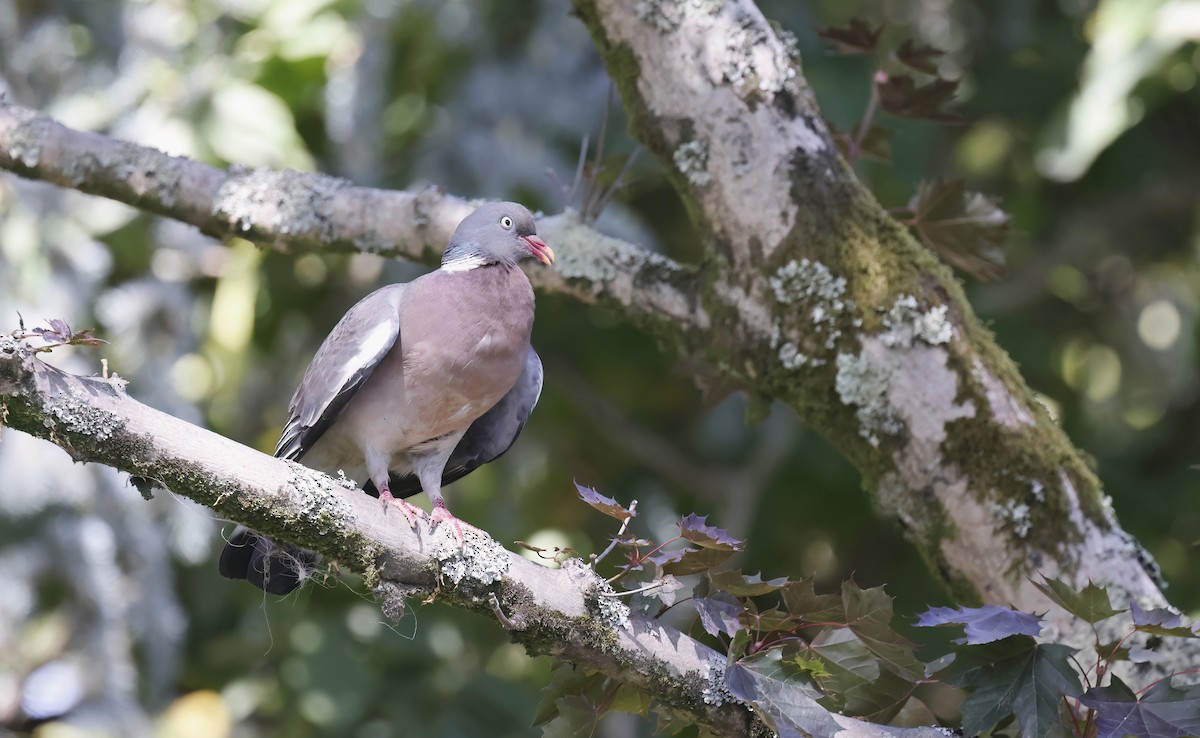 Common Wood-Pigeon - ML645106808