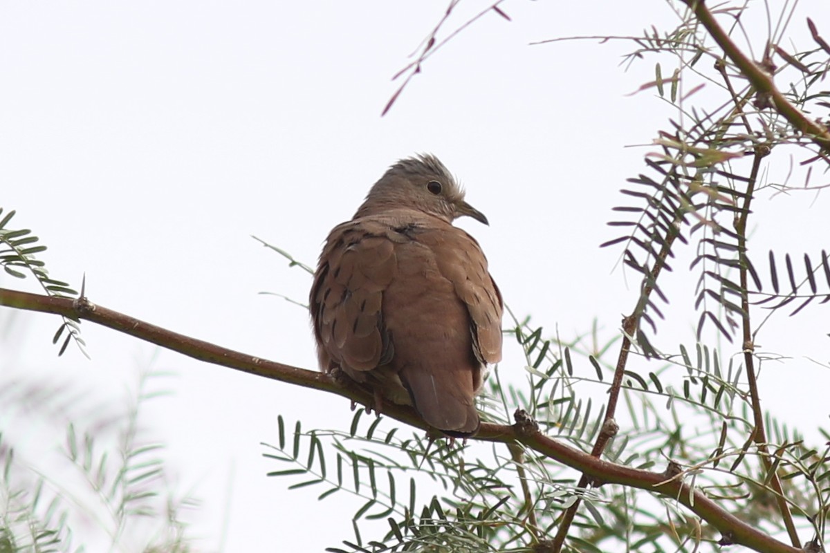 Ruddy Ground Dove - ML645106809