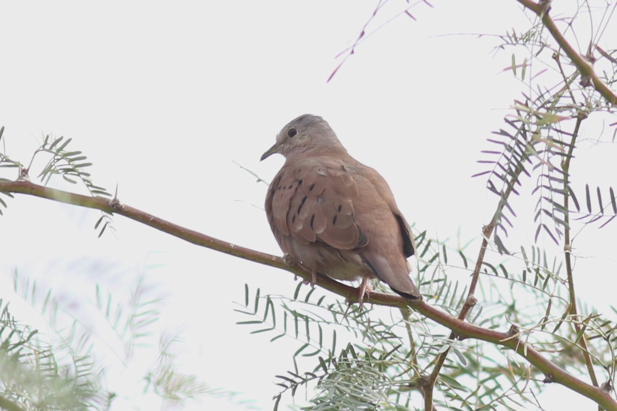 Ruddy Ground Dove - ML645106810