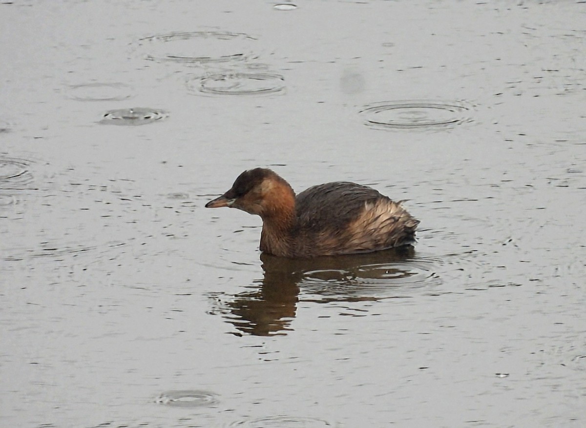 Little Grebe - ML645106811