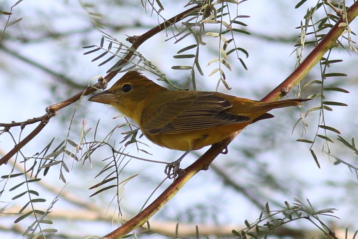 Summer Tanager - ML645106812