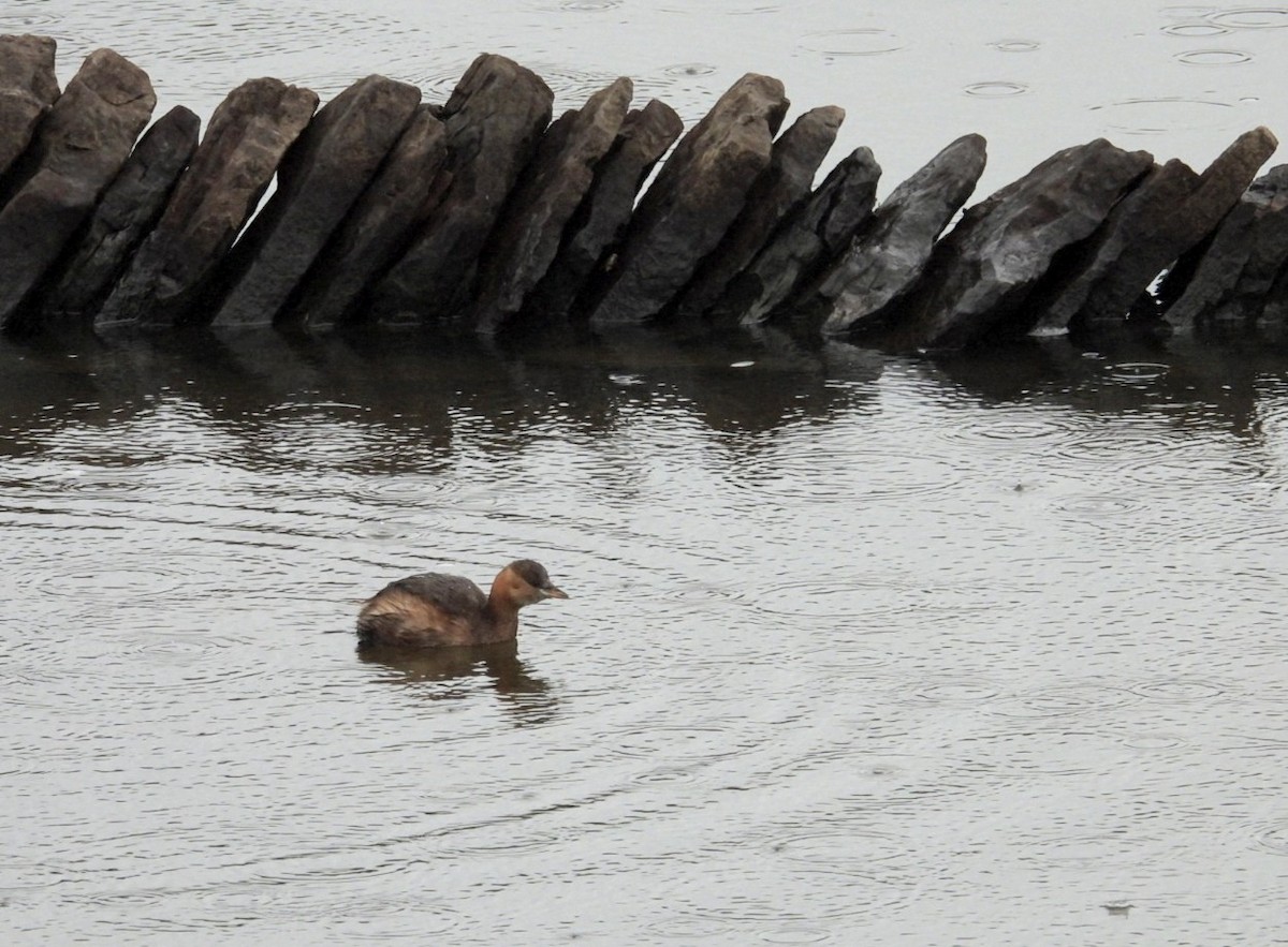 Little Grebe - ML645106813