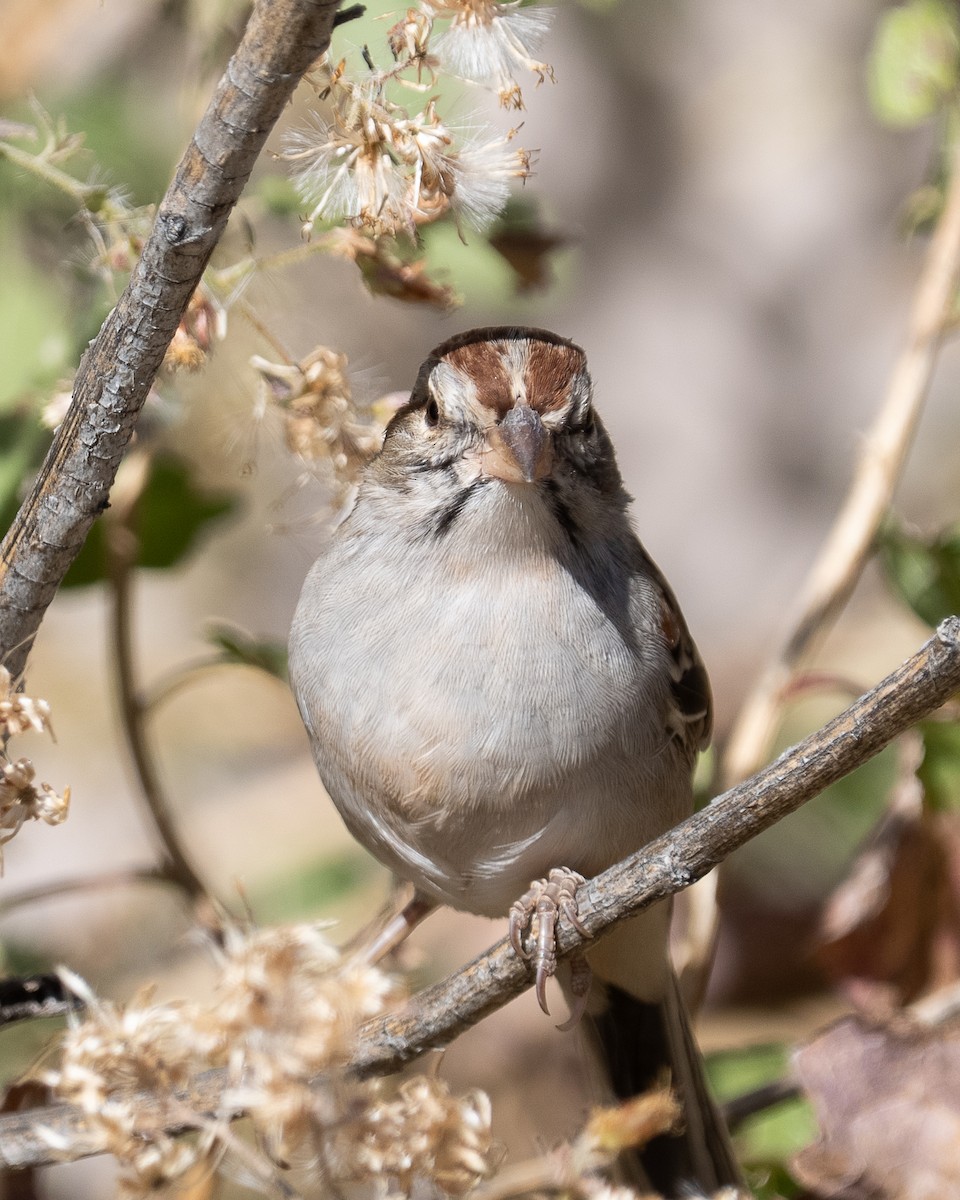 Rufous-winged Sparrow - ML645106814