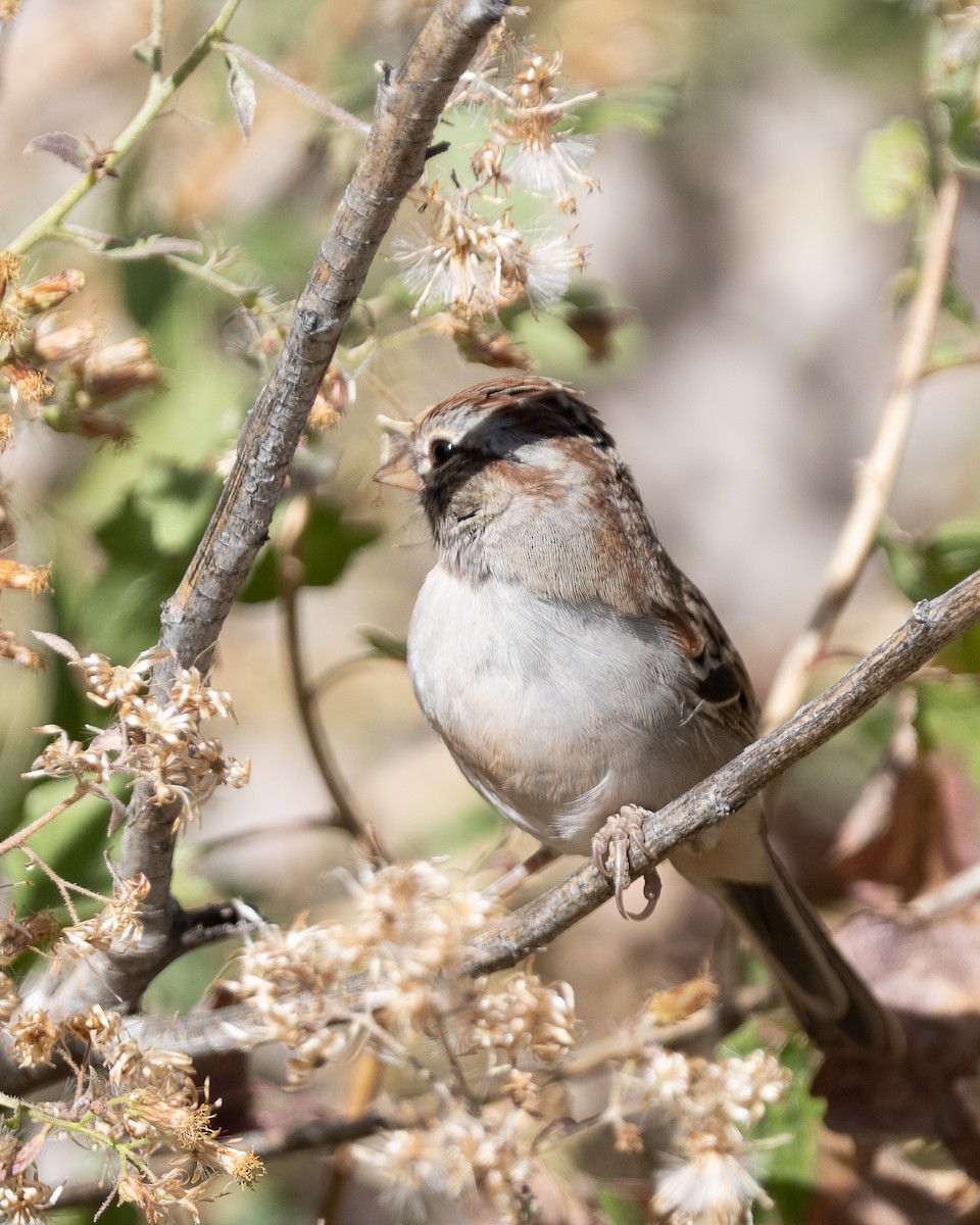Rufous-winged Sparrow - ML645106815