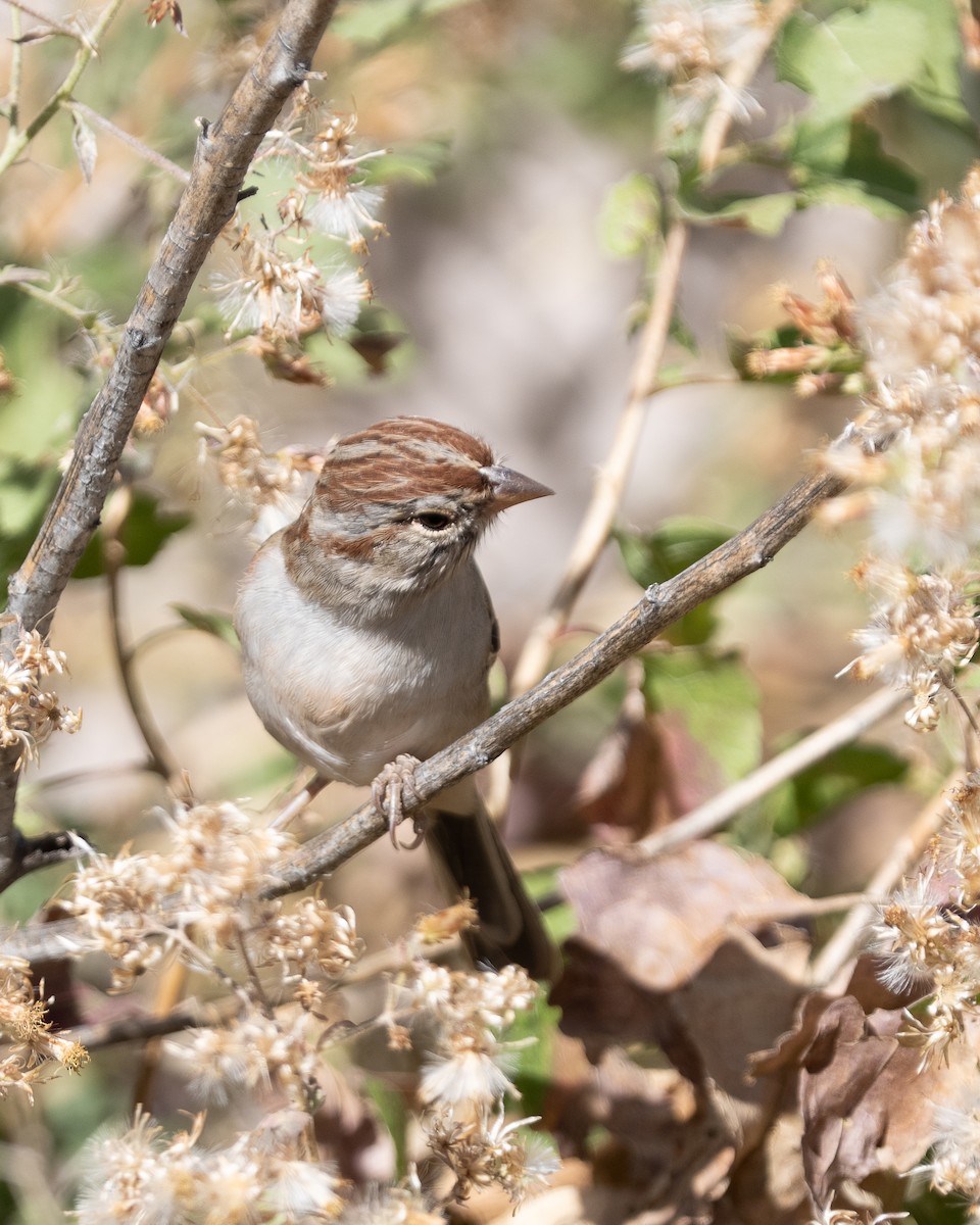 Rufous-winged Sparrow - ML645106816