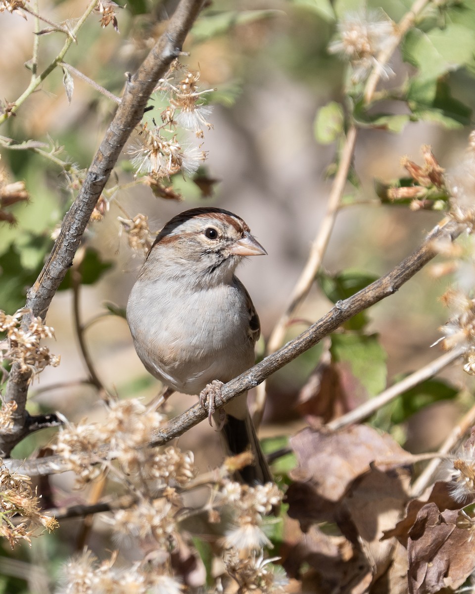 Rufous-winged Sparrow - ML645106817