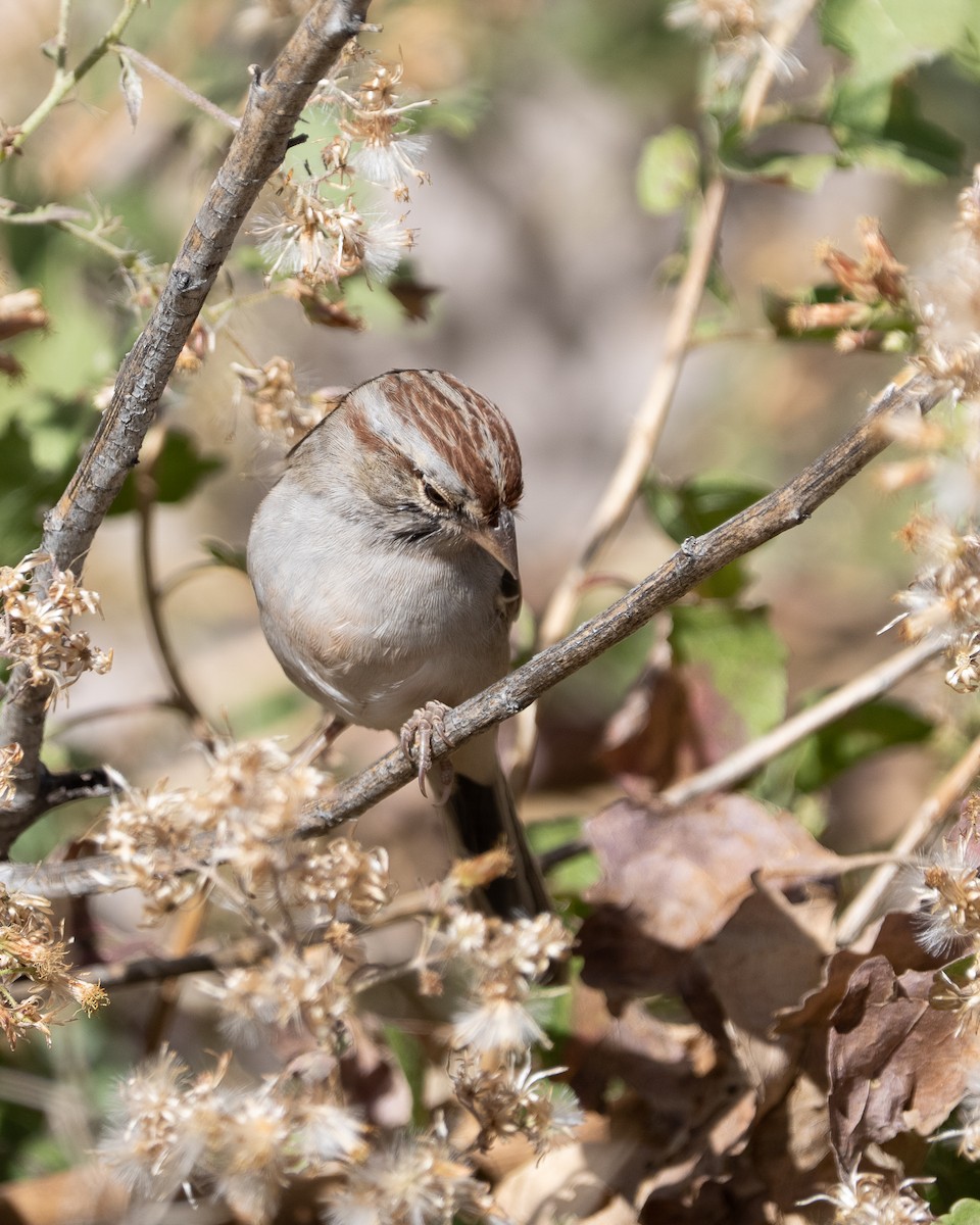 Rufous-winged Sparrow - ML645106818