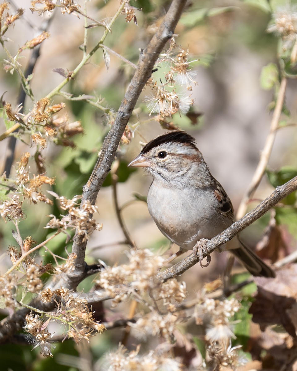 Rufous-winged Sparrow - ML645106819
