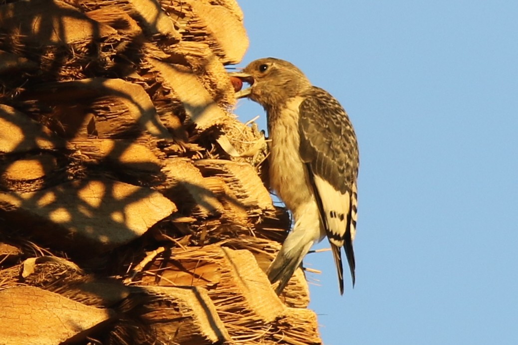 Red-headed Woodpecker - ML645106820