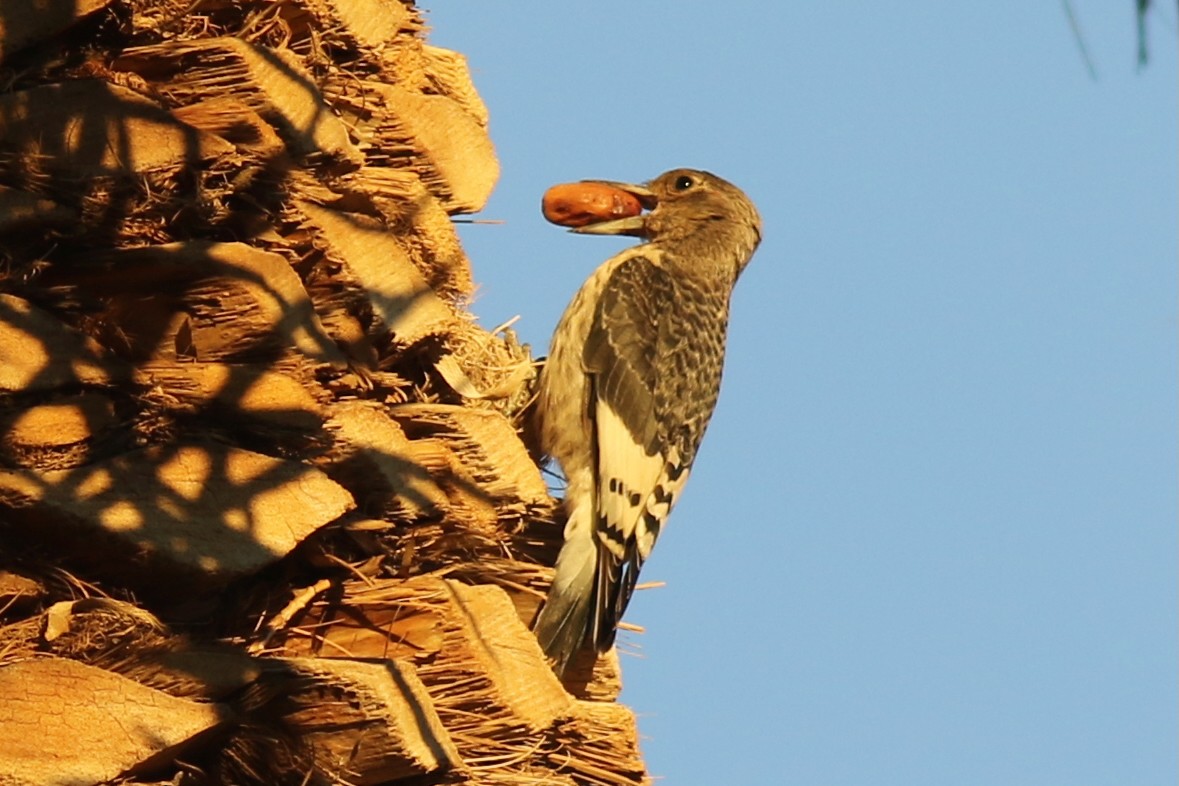 Red-headed Woodpecker - ML645106821