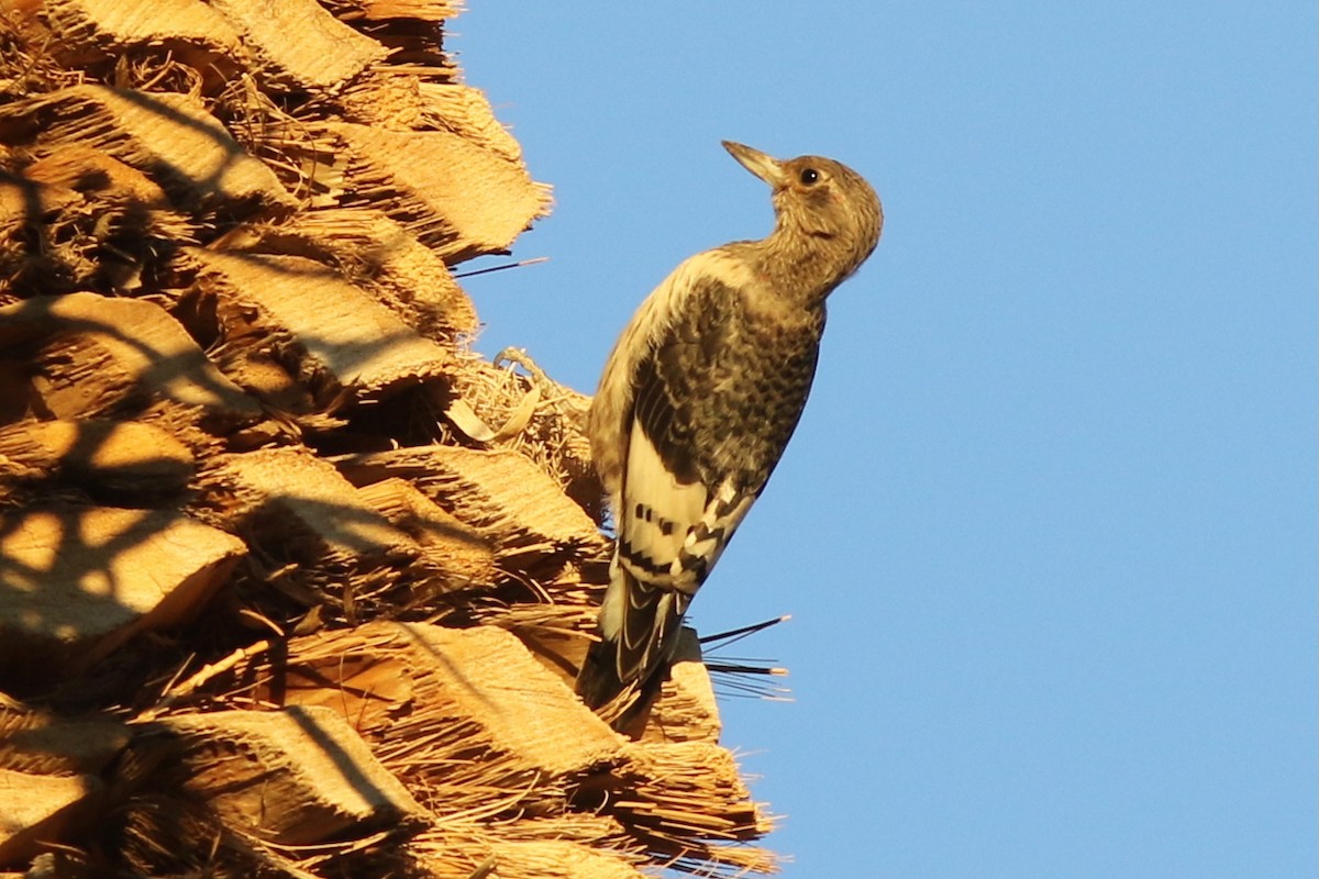 Red-headed Woodpecker - ML645106822