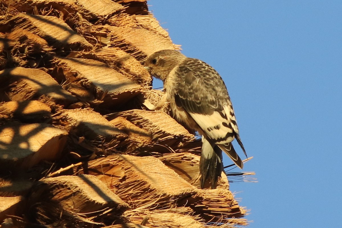 Red-headed Woodpecker - ML645106823