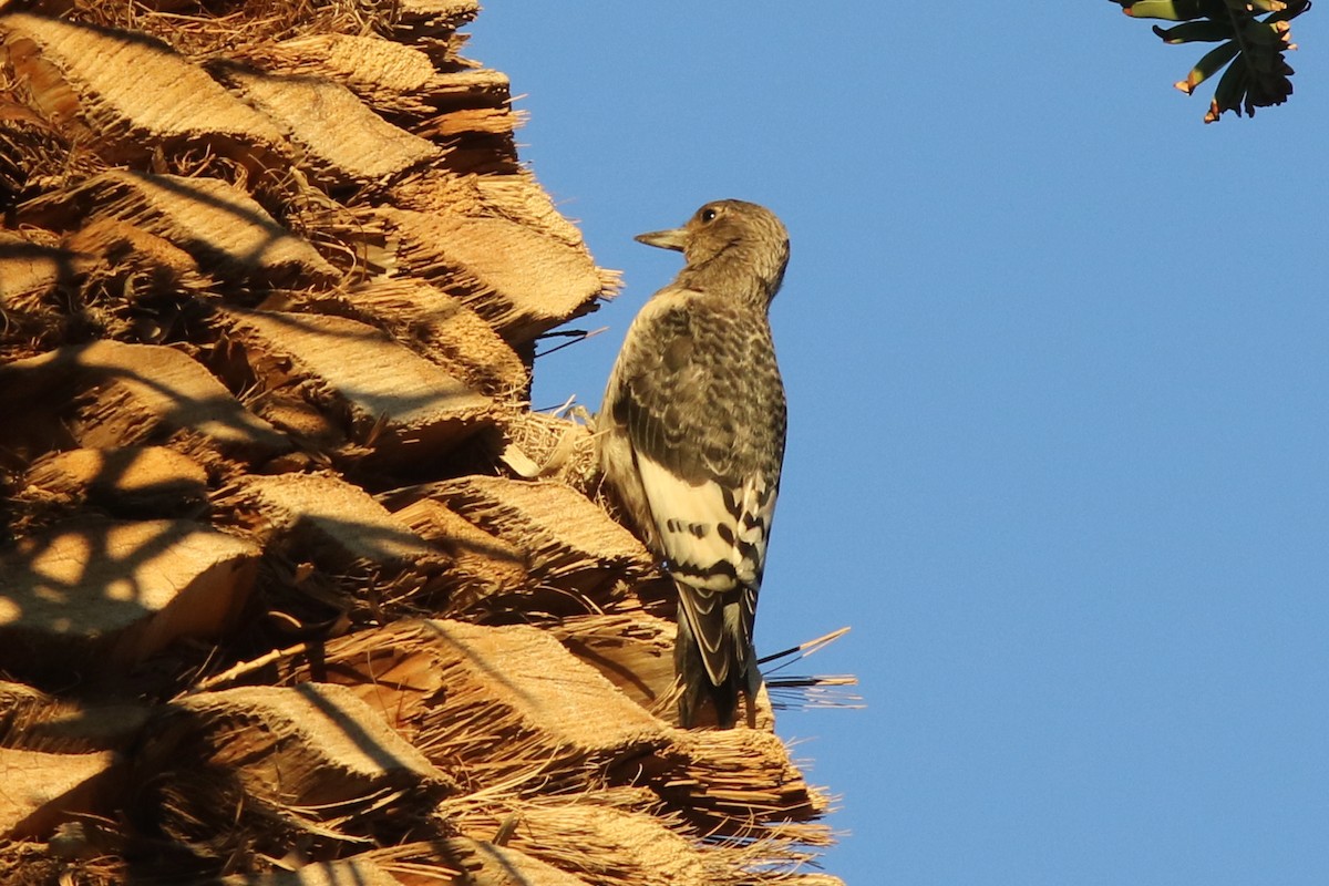 Red-headed Woodpecker - ML645106824