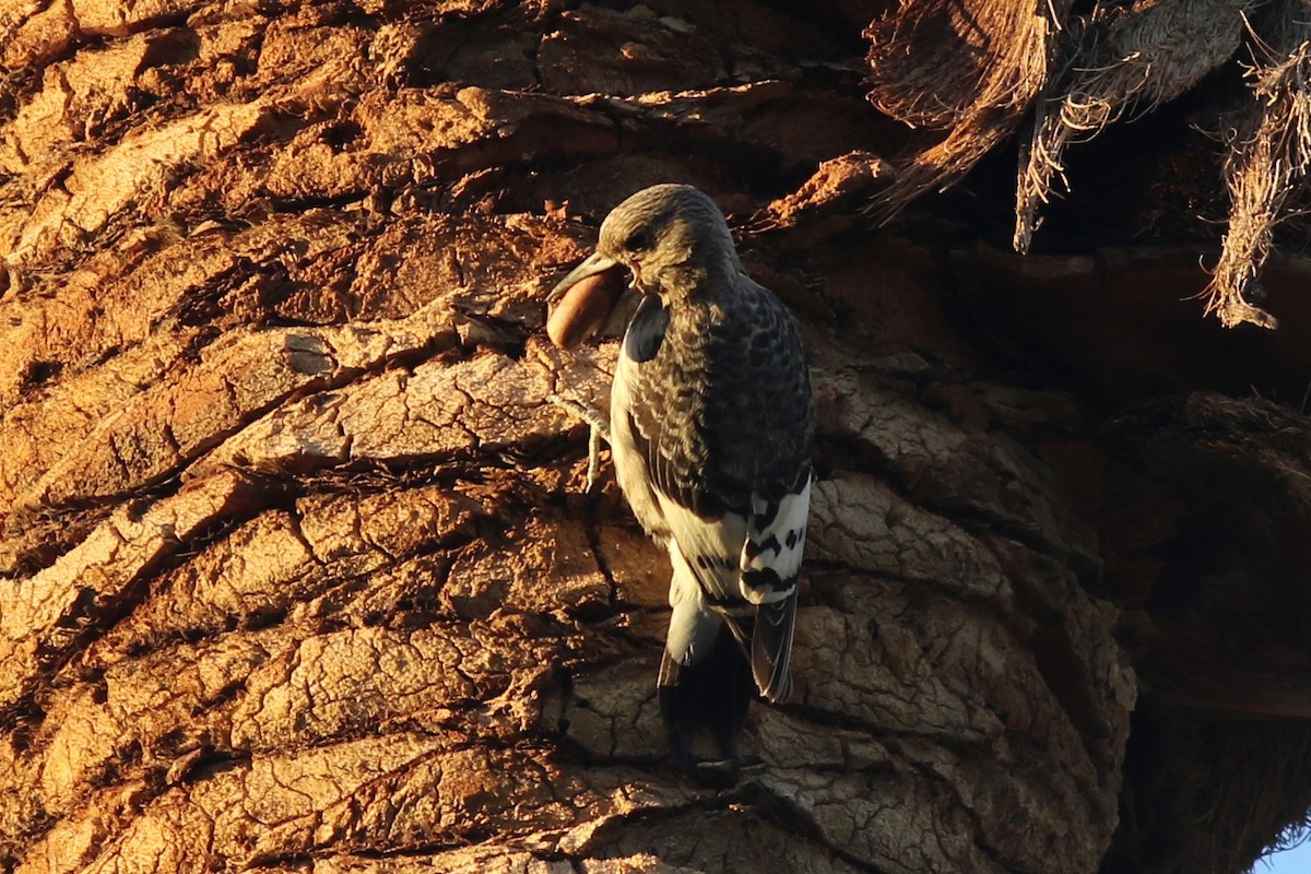 Red-headed Woodpecker - ML645106825