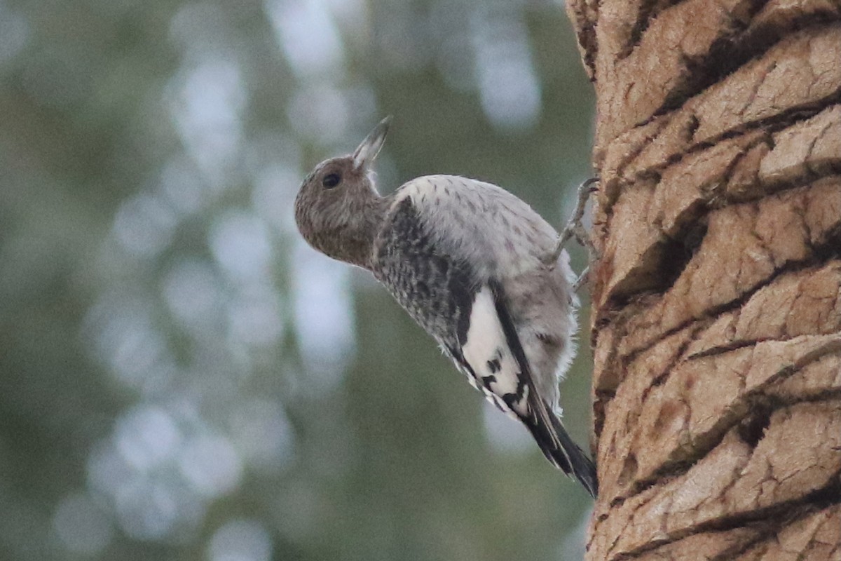 Red-headed Woodpecker - ML645106826