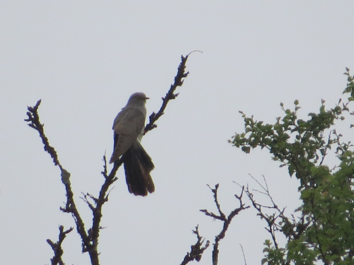 Common Cuckoo - ML645106827