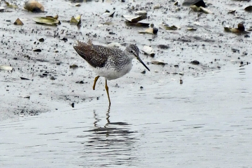 Lesser/Greater Yellowlegs - ML645106828