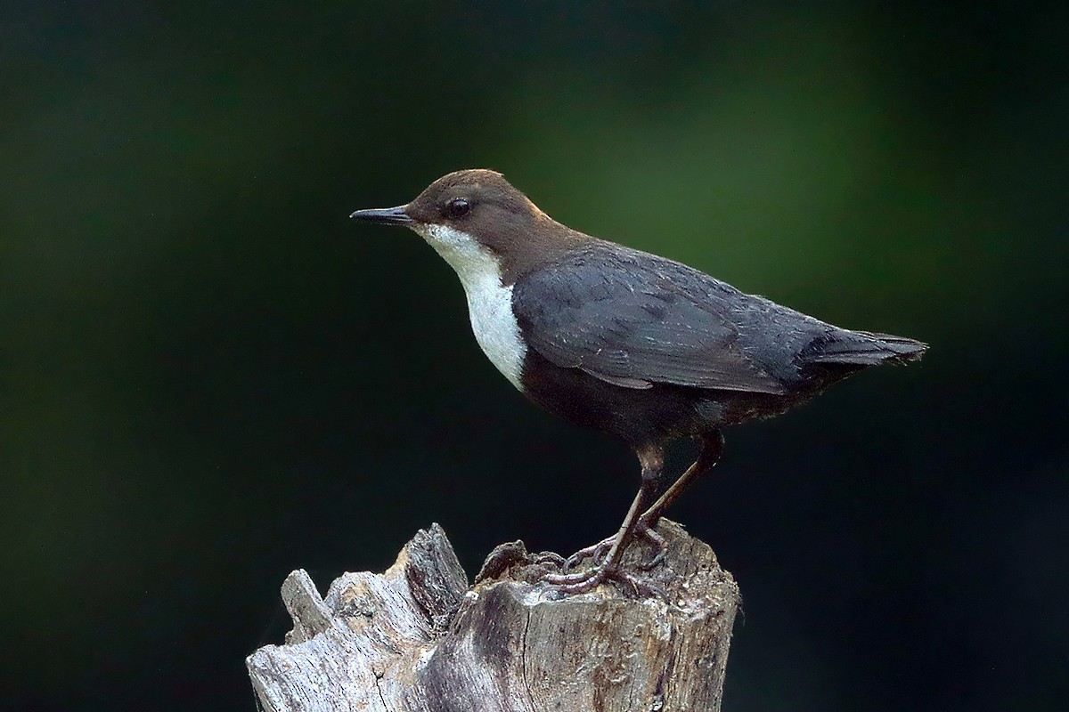 White-throated Dipper - ML645106829