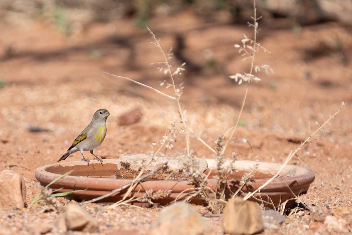 Lawrence's Goldfinch - ML645106830
