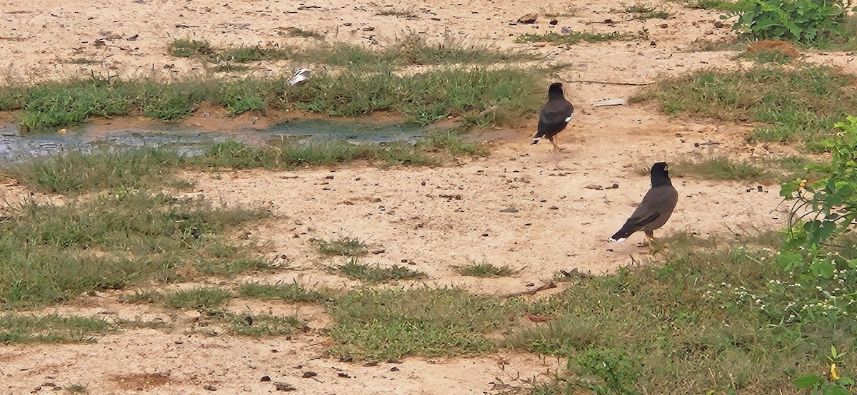 Common Myna - ML645106832