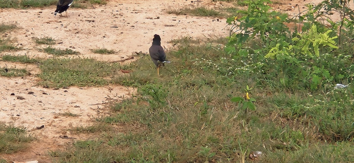 Common Myna - ML645106833