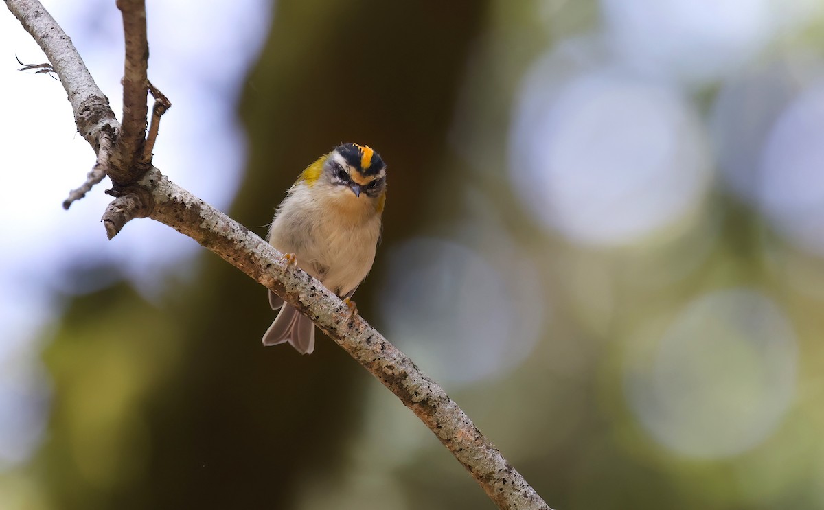 Common Firecrest - ML645106834