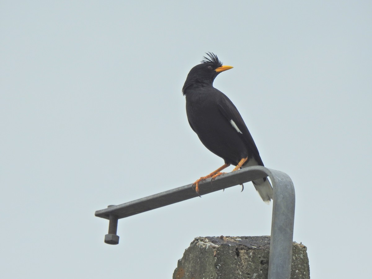 Great Myna - ML645106835