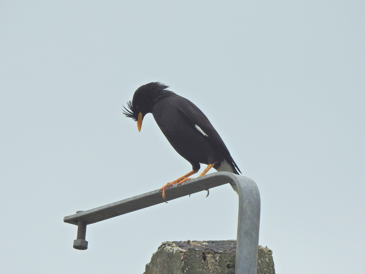 Great Myna - ML645106836