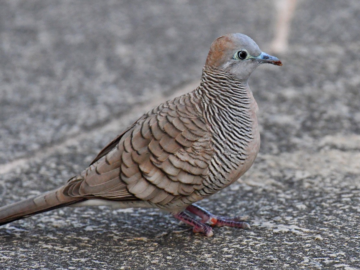 Zebra Dove - ML645106842