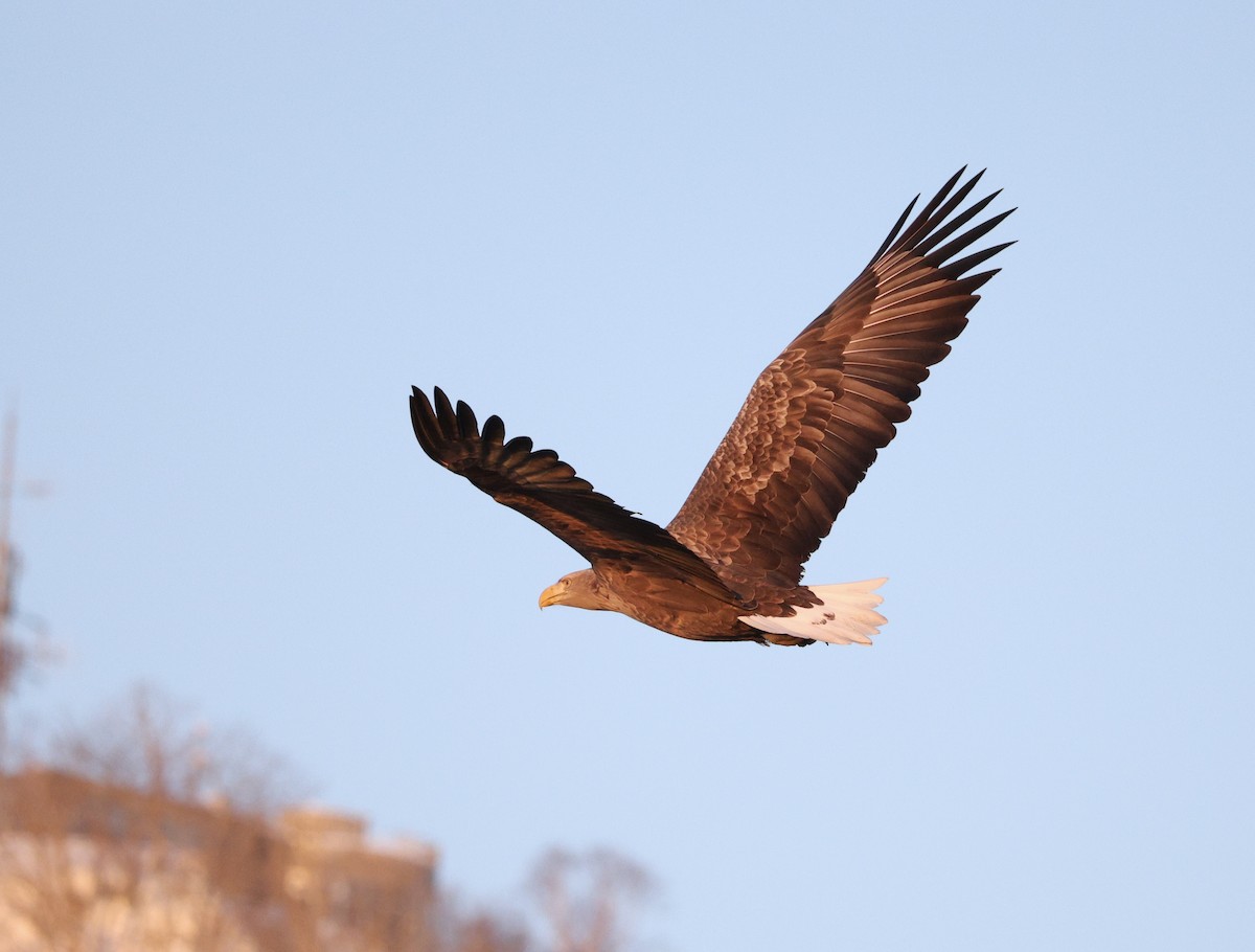 havørn - ML645106844