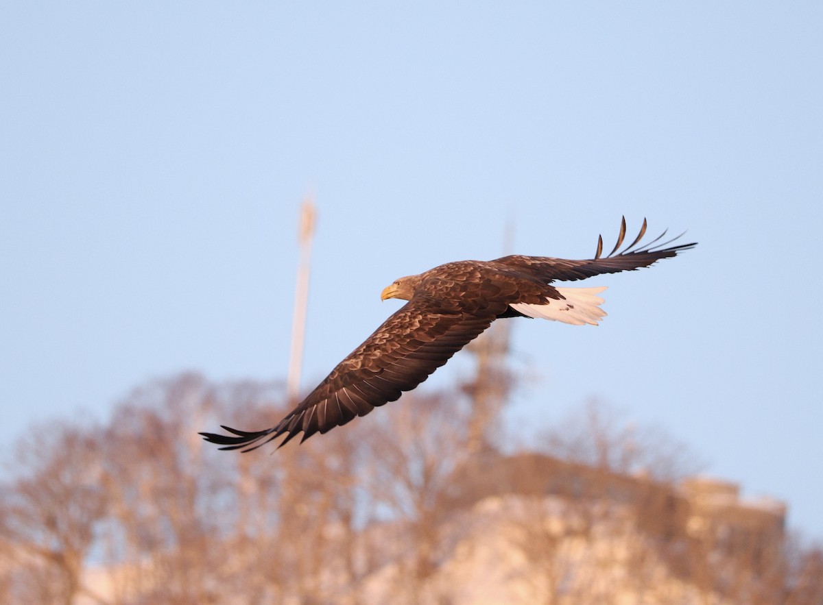 havørn - ML645106861