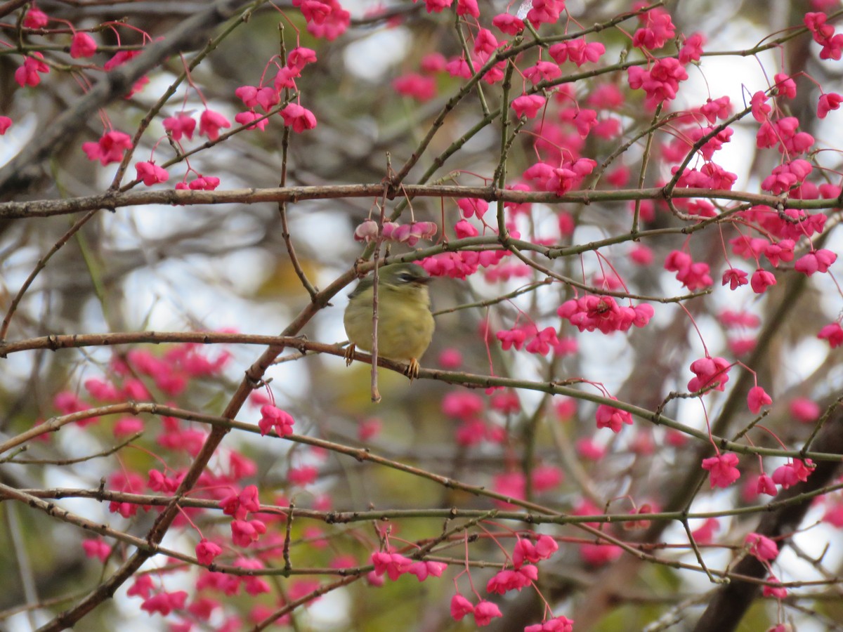 Black-throated Blue Warbler - ML645106871