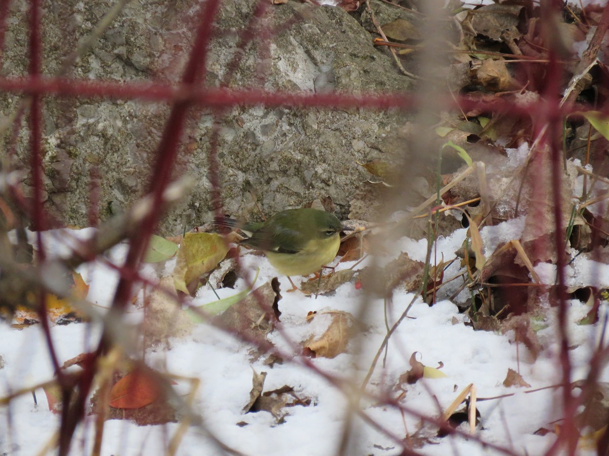 Black-throated Blue Warbler - ML645106872
