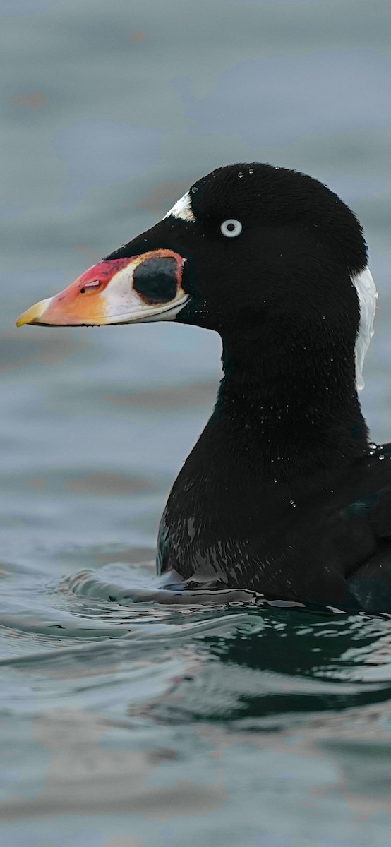 Surf Scoter - ML645106891
