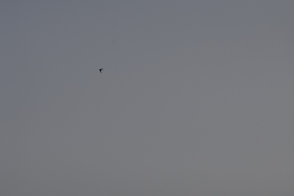 Asya Palmiye Ebabili - ML645106897