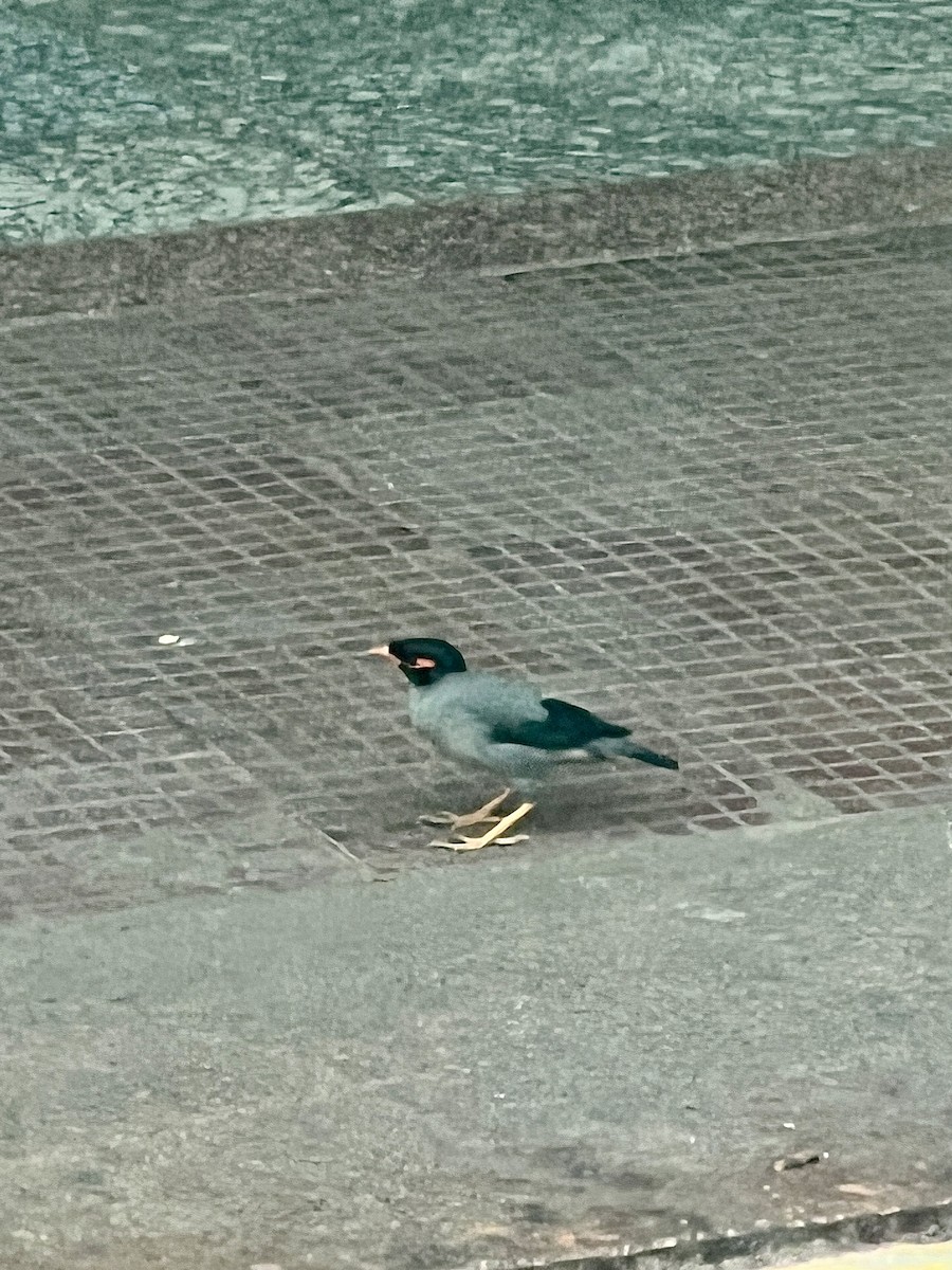 Bank Myna - ML645106902