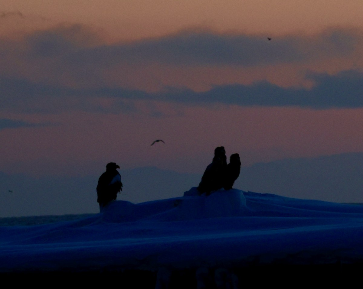 kjempehavørn - ML645106913