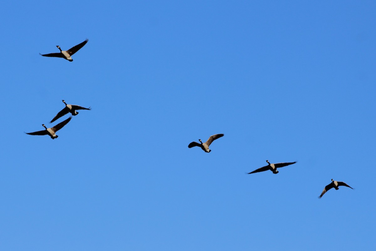 Bernache du Canada - ML645106953