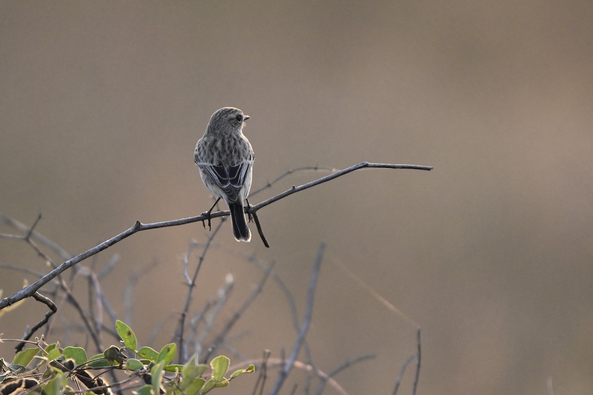 bramborníček sibiřský - ML645106957