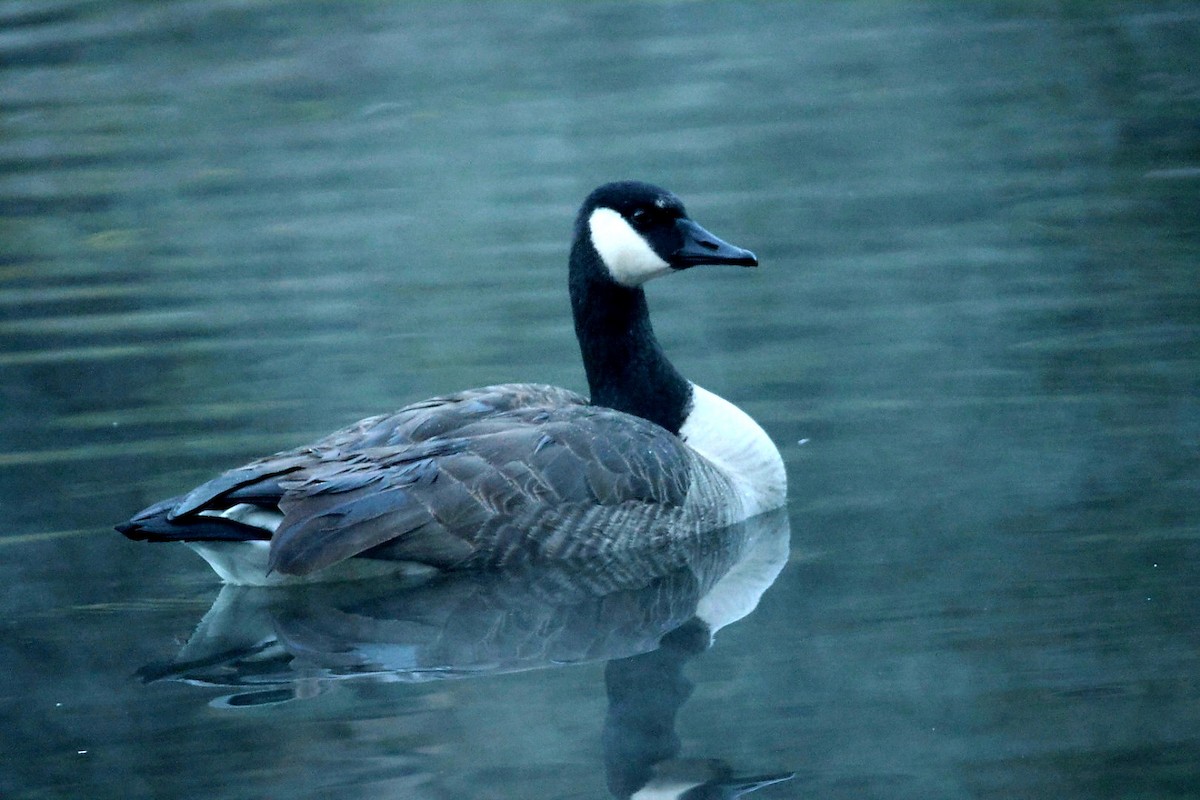 Bernache du Canada - ML645106989