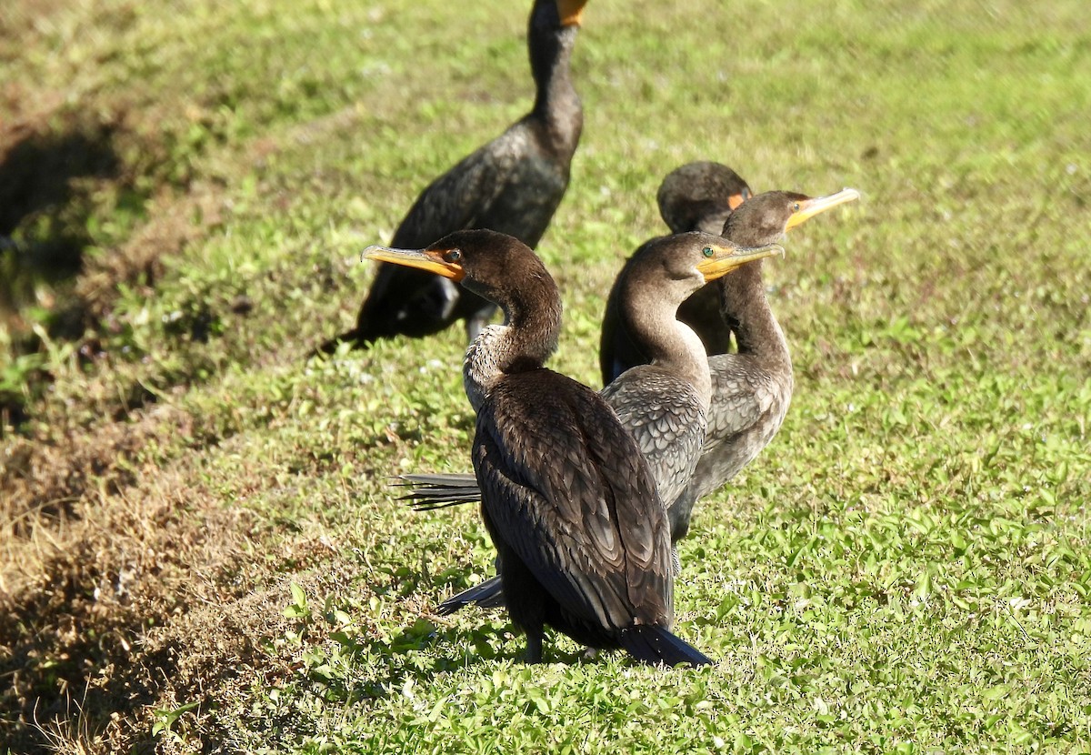 Cormoran à aigrettes - ML645106991
