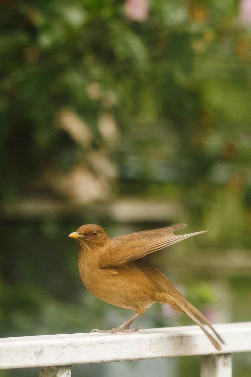 Merle fauve - ML645106992