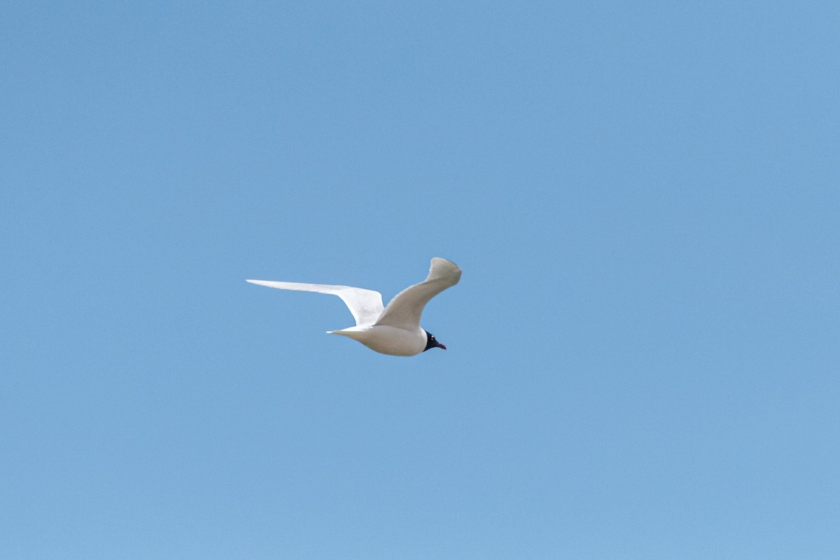 Mediterranean Gull - ML645107013