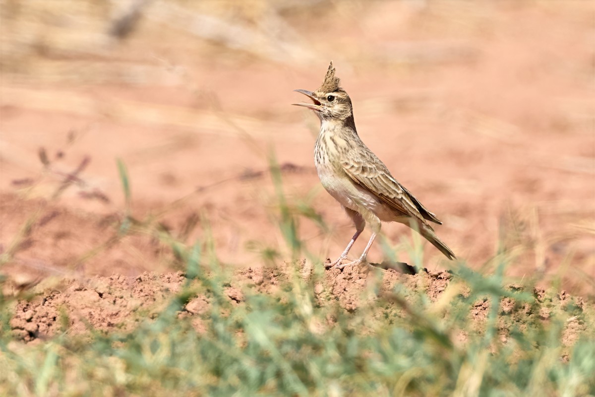 Haubenlerche (Maghreblerche) - ML645107017