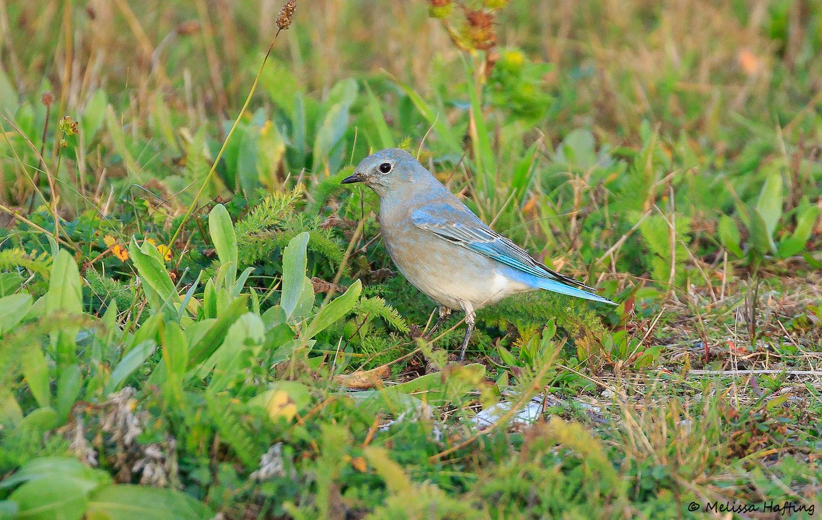 Mountain Bluebird - ML645107018