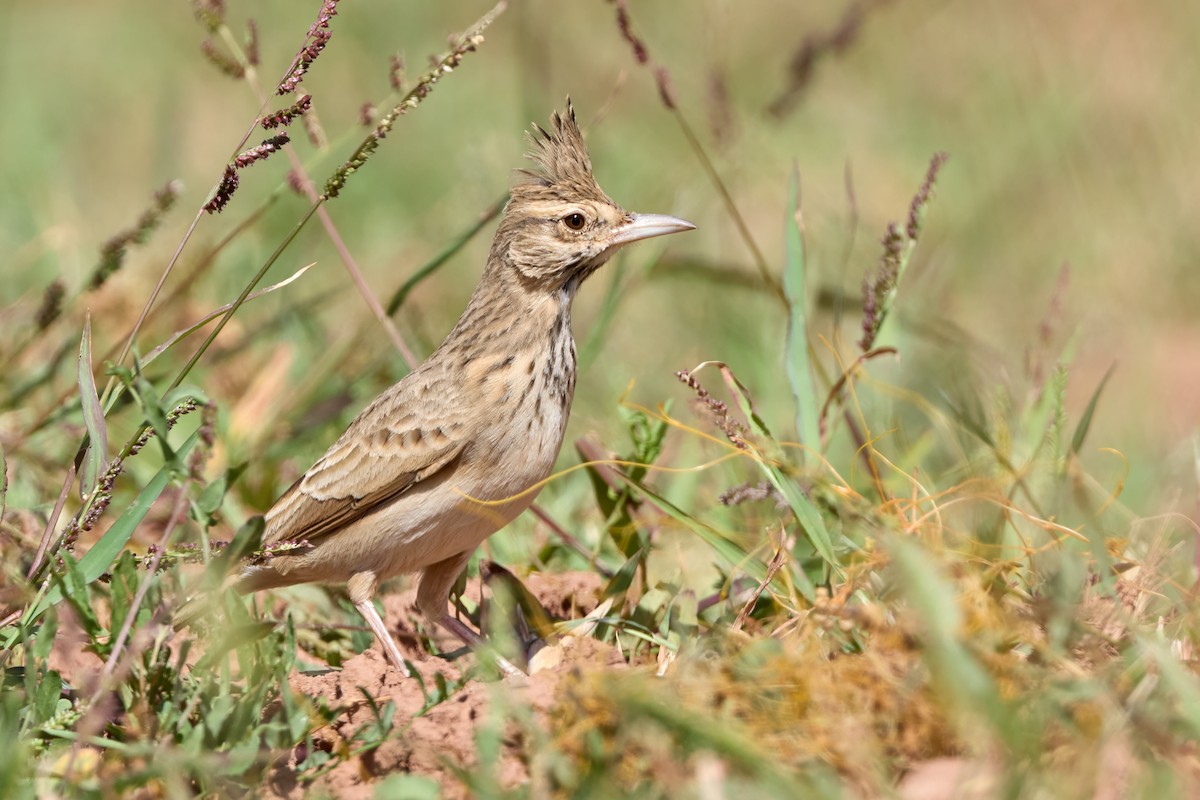 Haubenlerche (Maghreblerche) - ML645107019