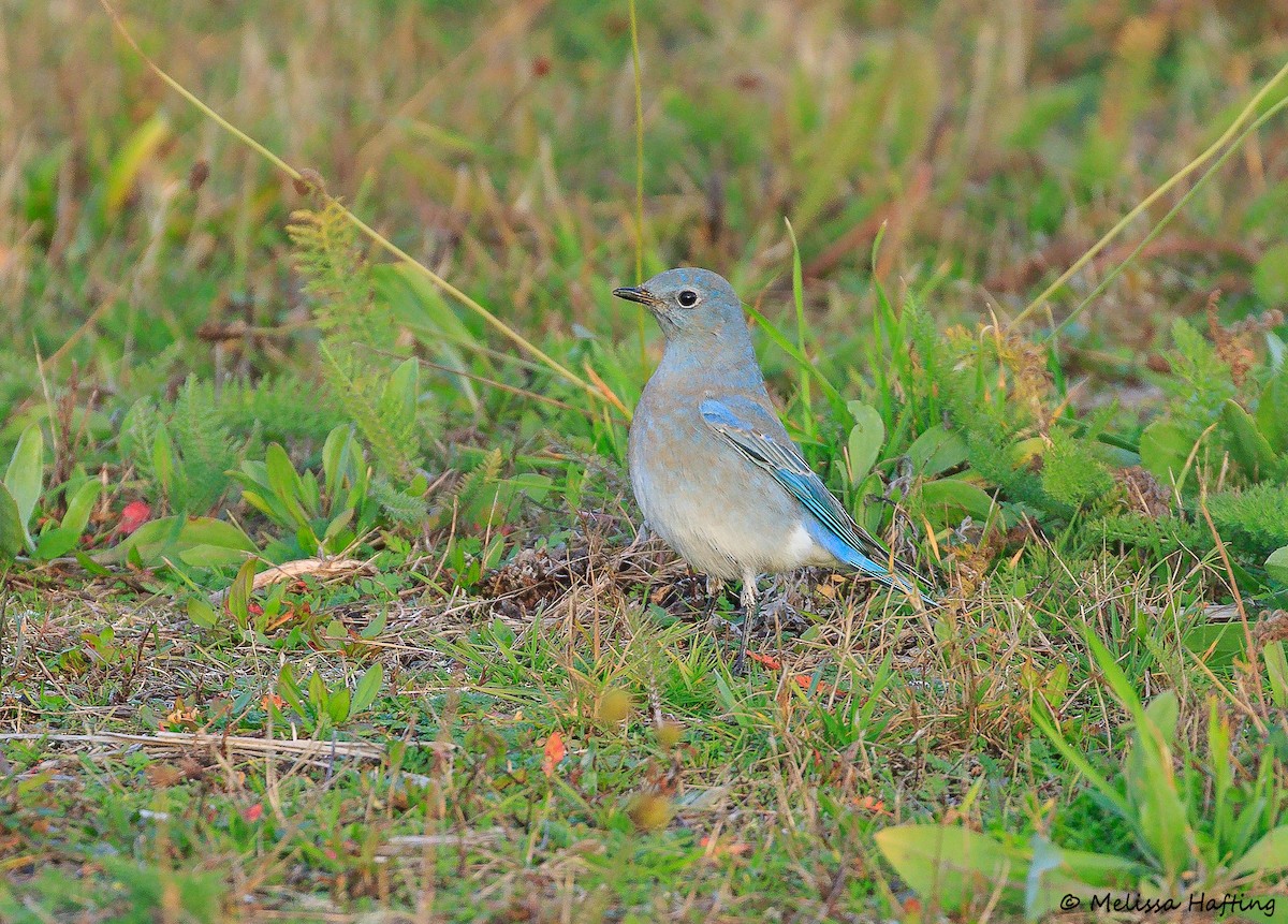 Mountain Bluebird - ML645107020