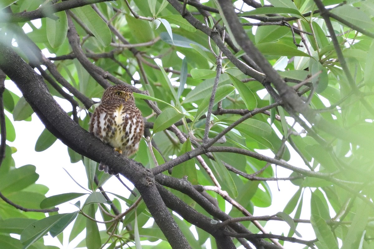 Collared Owlet - ML645107021