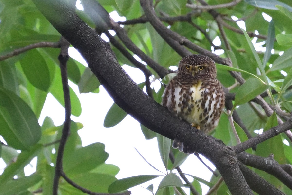 Collared Owlet - ML645107022