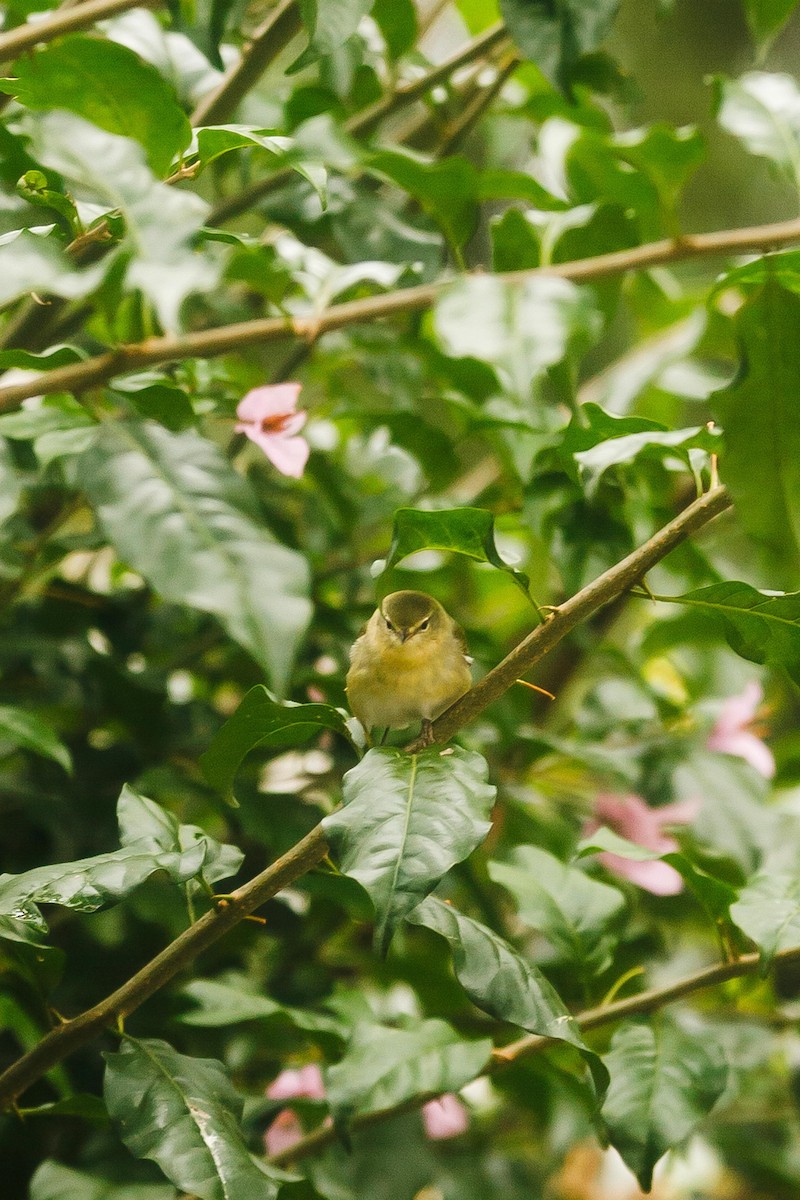 Tennessee Warbler - ML645107025